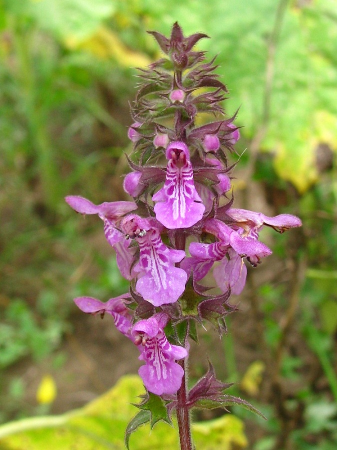 Изображение особи Stachys palustris.