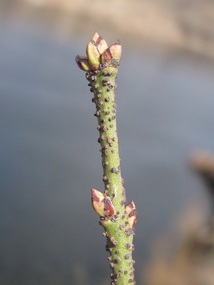 Изображение особи Euonymus verrucosus.