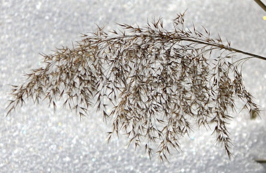 Image of Phragmites australis specimen.