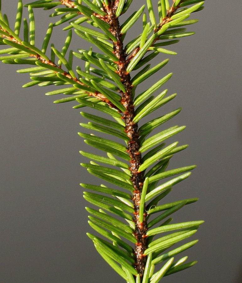 Image of Picea orientalis specimen.