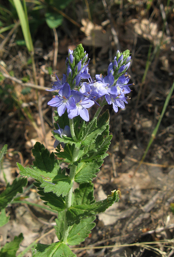 Image of Veronica jacquinii specimen.