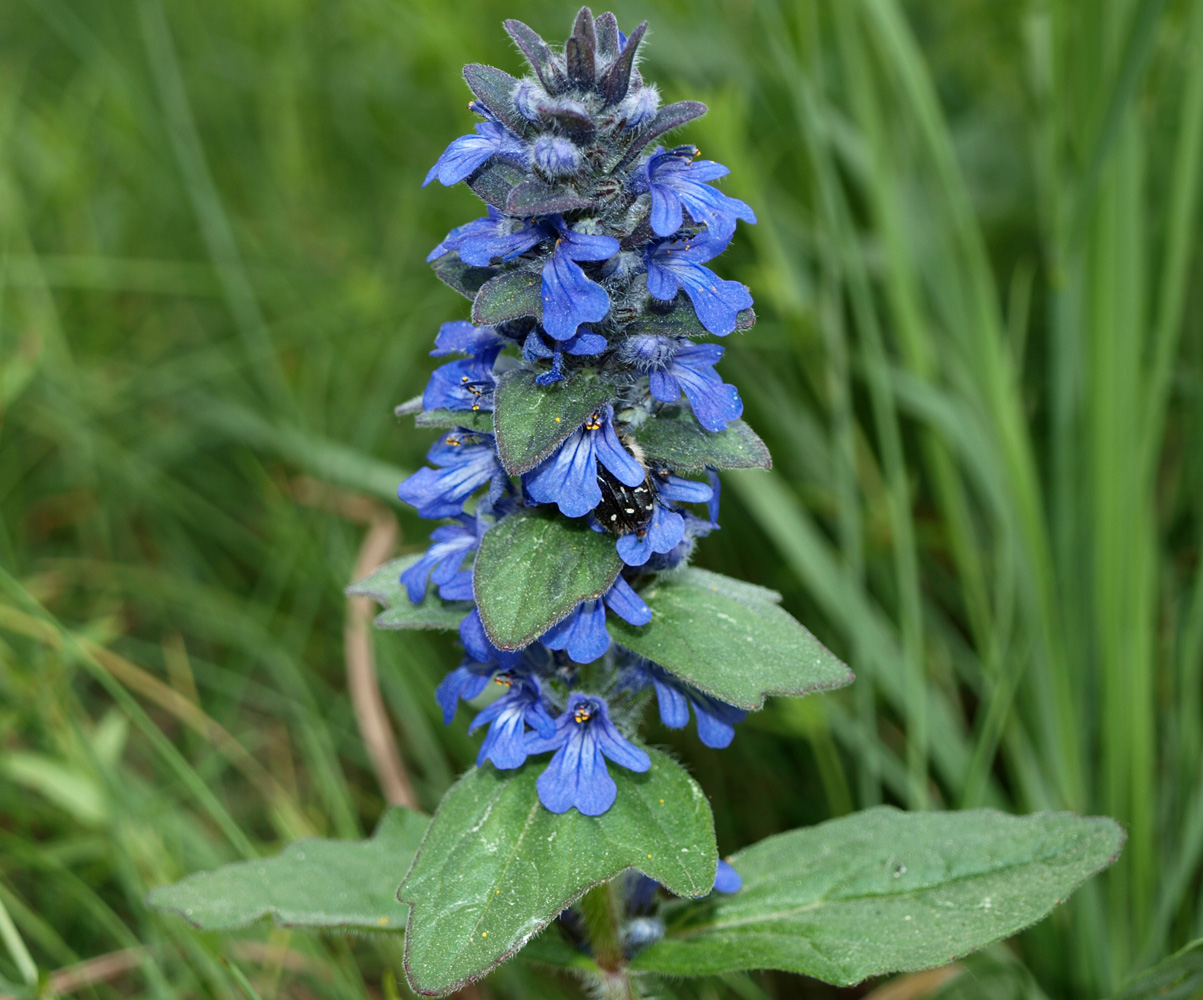 Image of Ajuga genevensis specimen.