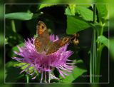Psephellus dealbatus. Соцветие c кормящейся бабочкой Lasiommata maera. Украина, Запорожье. 30.05.2009.