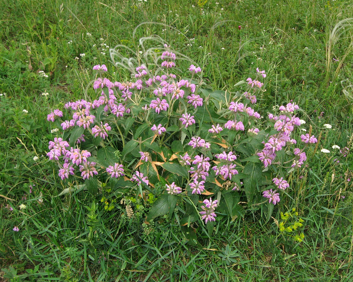 Image of Phlomis taurica specimen.