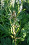 Galega officinalis