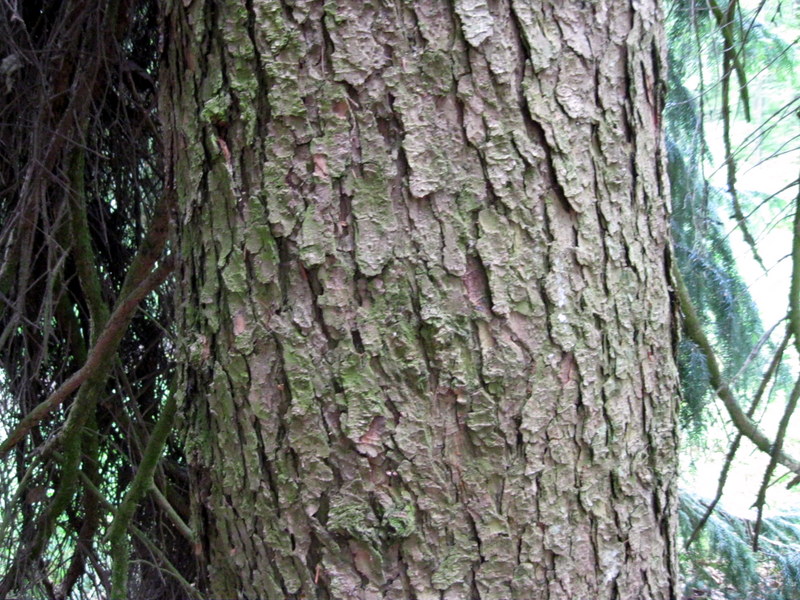 Image of Picea omorika specimen.