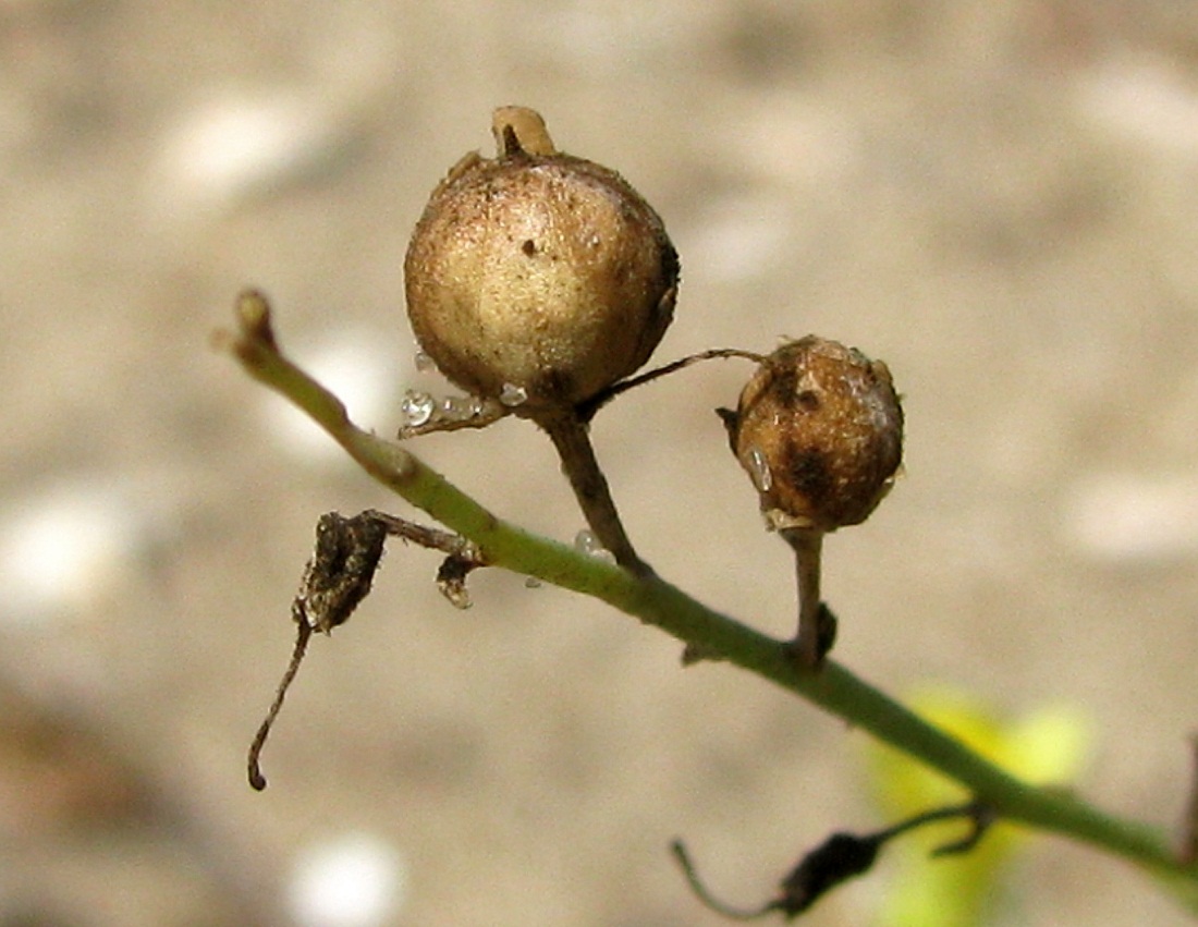 Image of Linaria dulcis specimen.