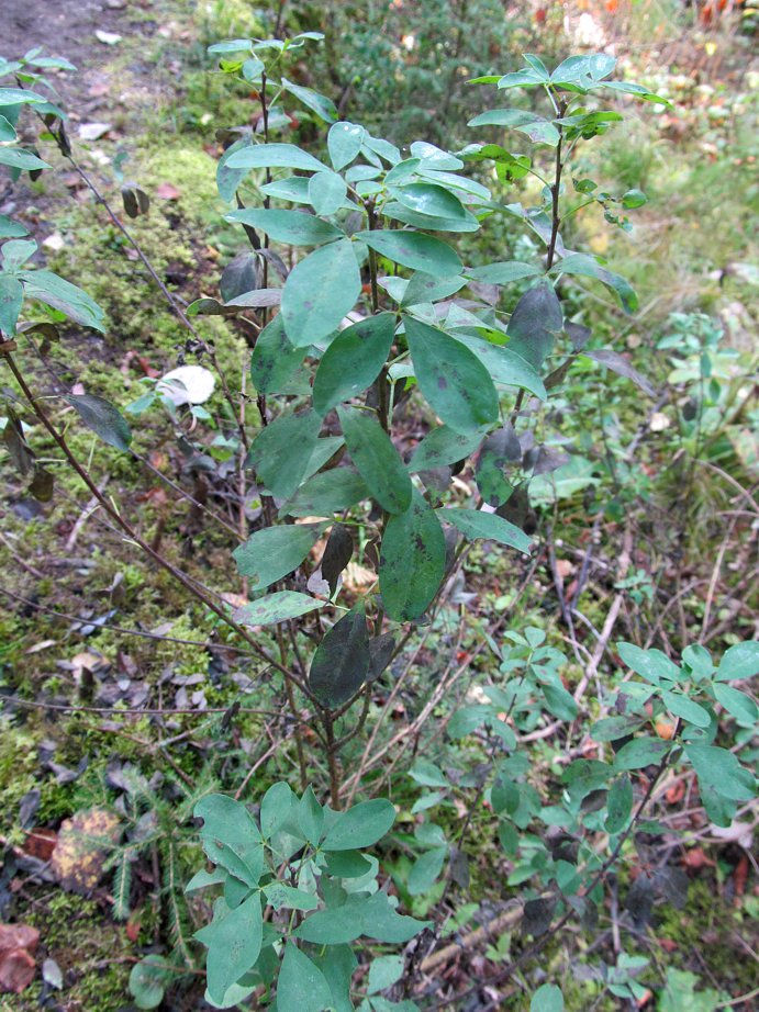 Изображение особи Chamaecytisus ruthenicus.