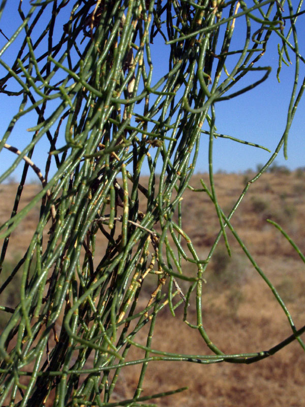 Image of Haloxylon aphyllum specimen.