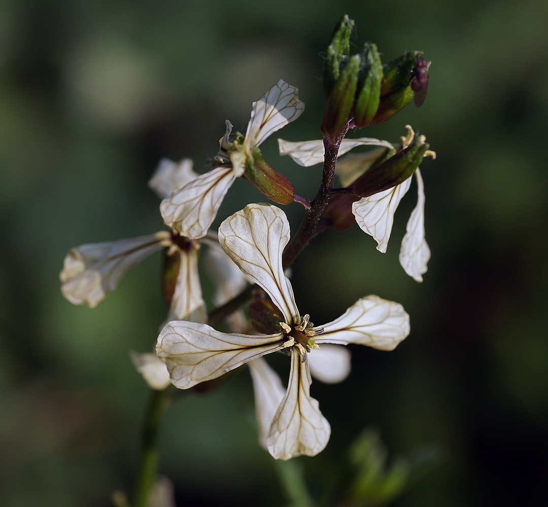 Image of Eruca sativa specimen.