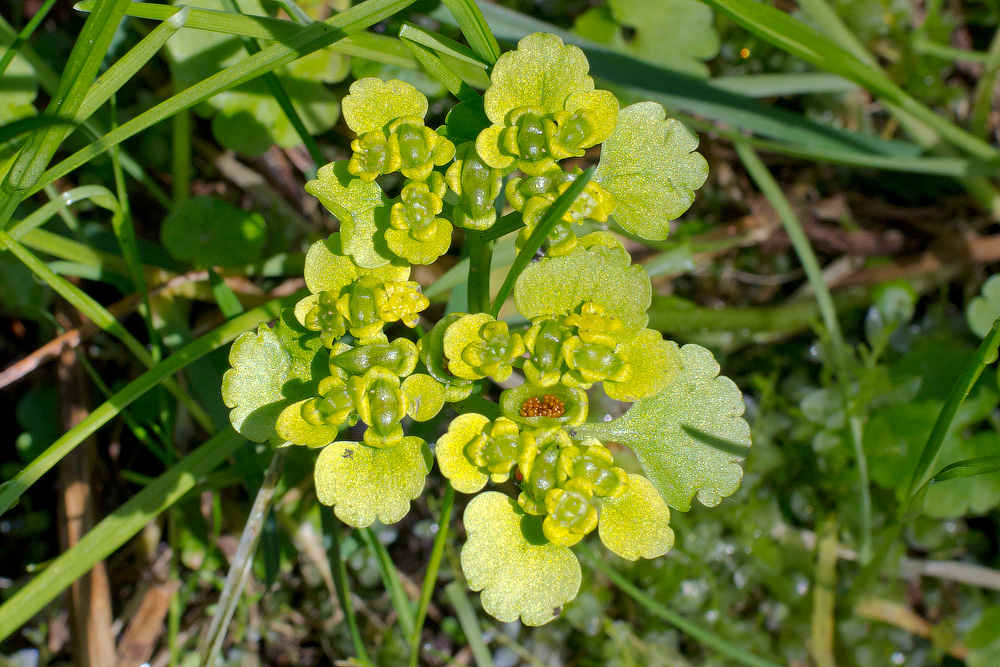 Image of Chrysosplenium alternifolium specimen.