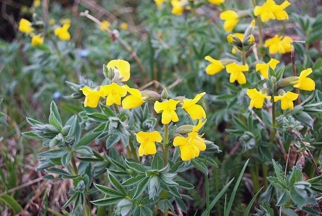 Image of Thermopsis alpina specimen.