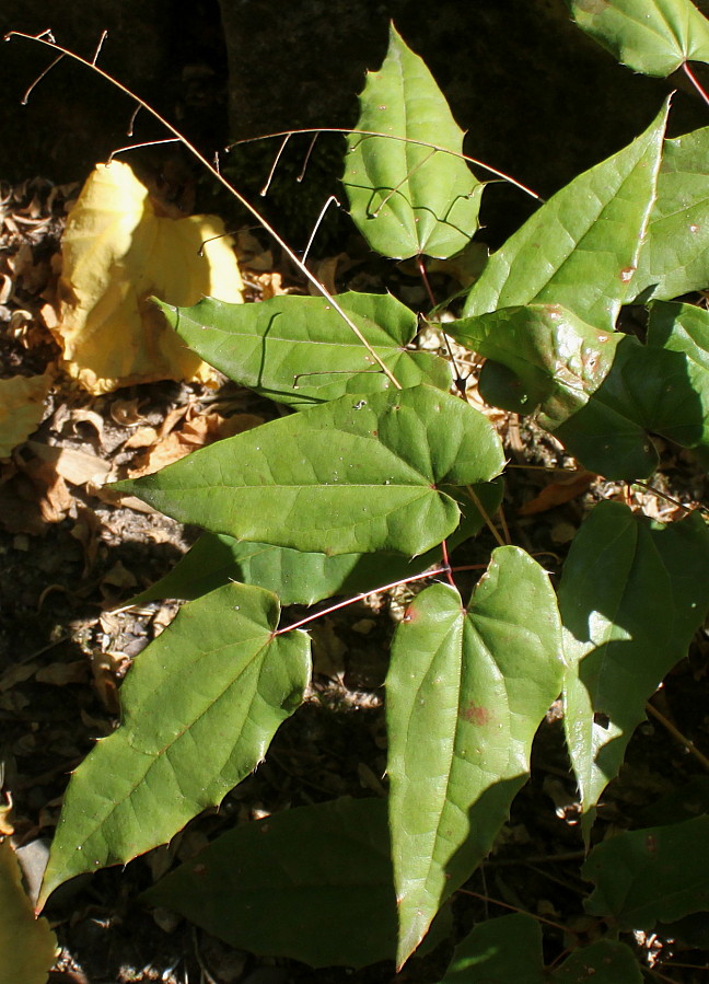 Image of Epimedium acuminatum specimen.