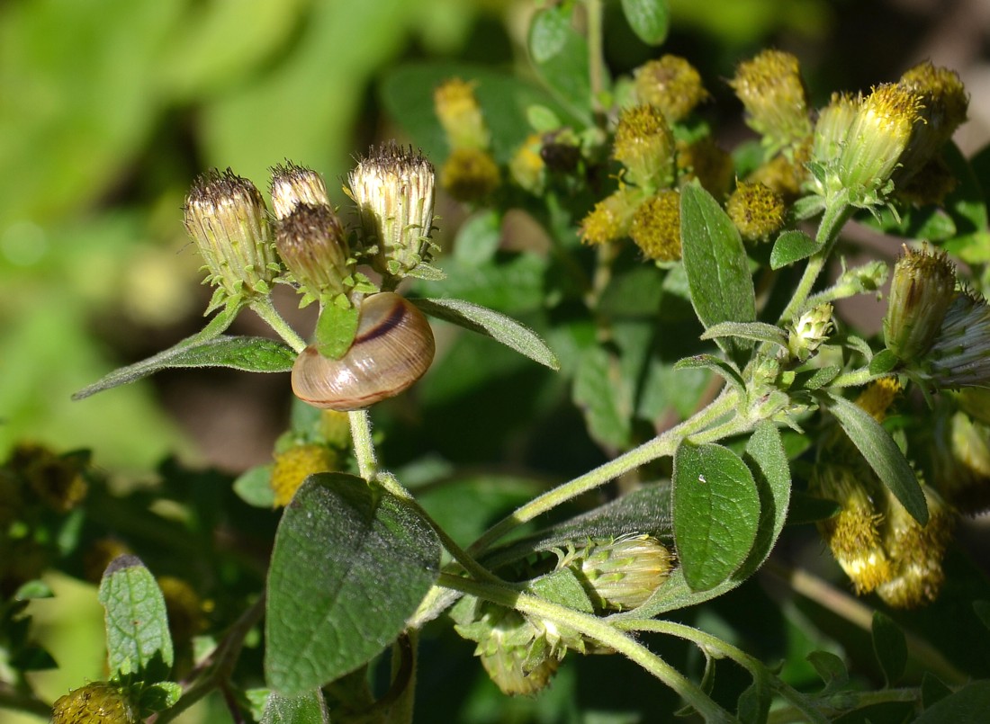 Image of Inula conyza specimen.