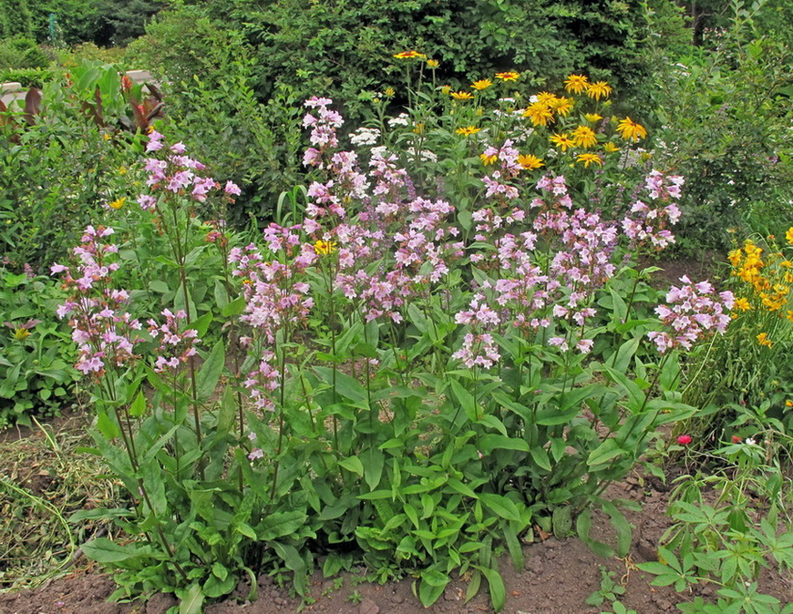 Image of Penstemon digitalis specimen.