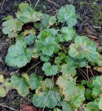 Heuchera americana