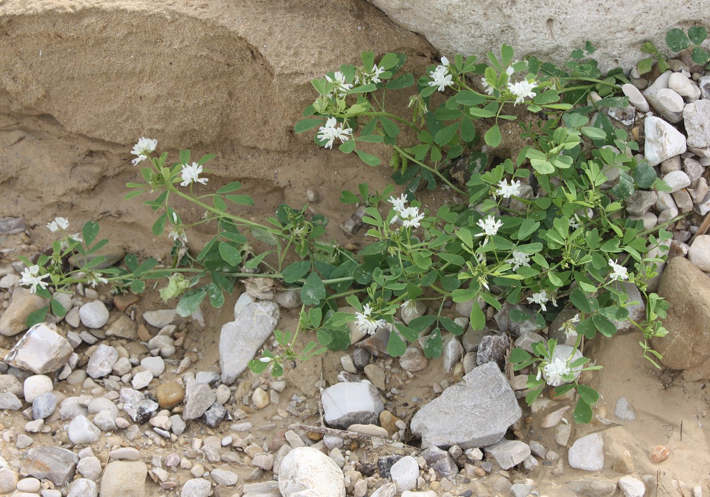 Image of Trigonella arabica specimen.