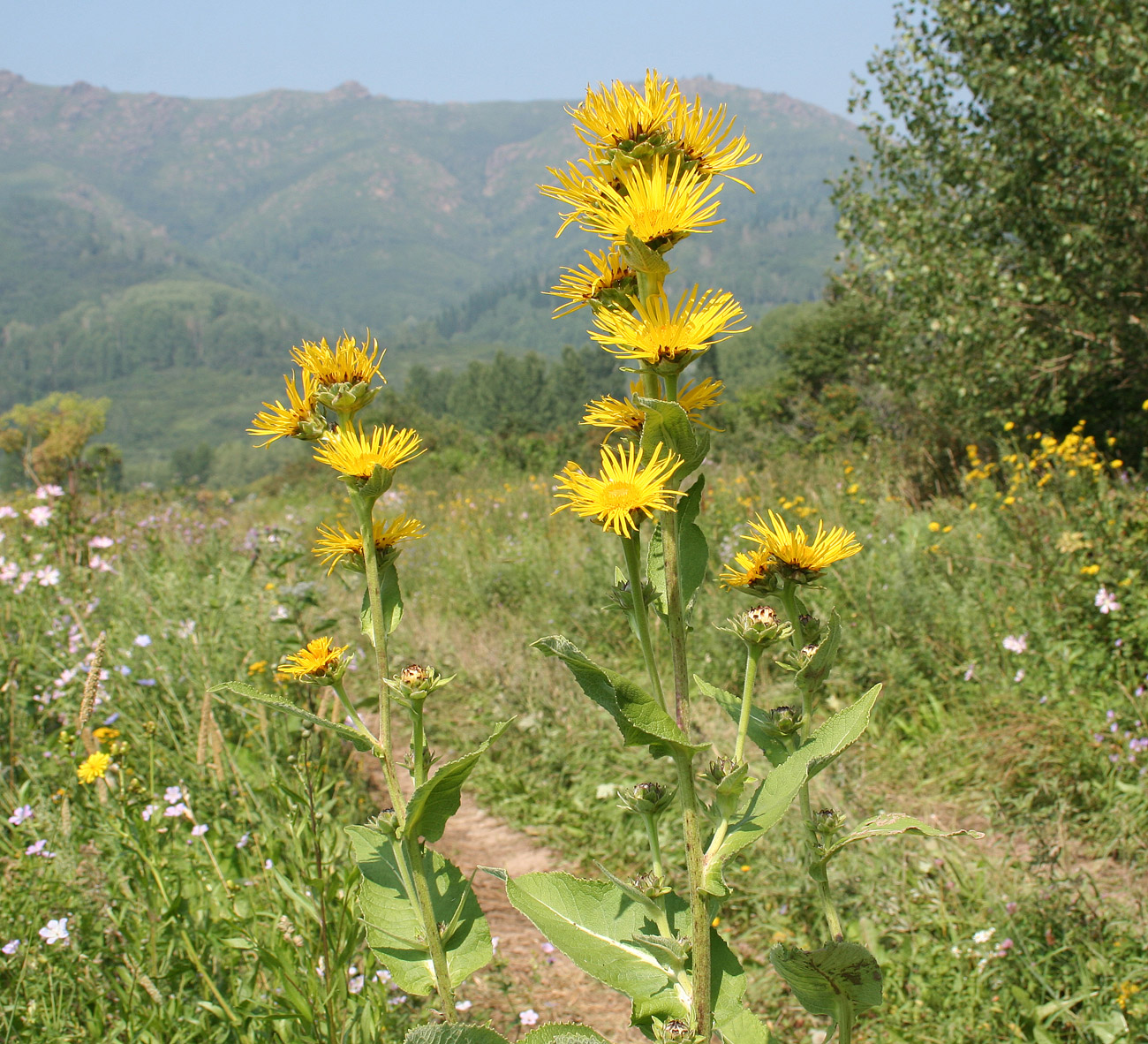 Изображение особи Inula helenium.