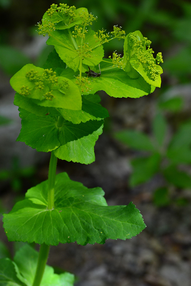 Изображение особи Smyrnium perfoliatum.