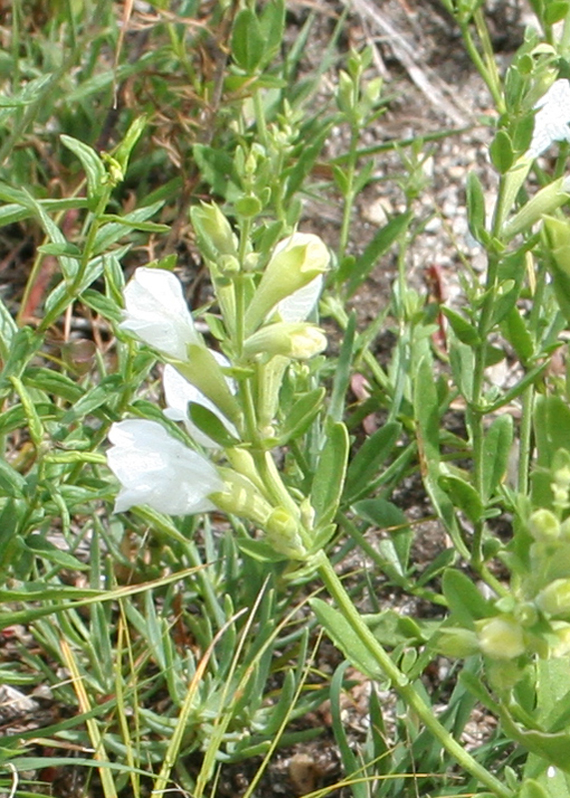 Image of Dracocephalum peregrinum specimen.