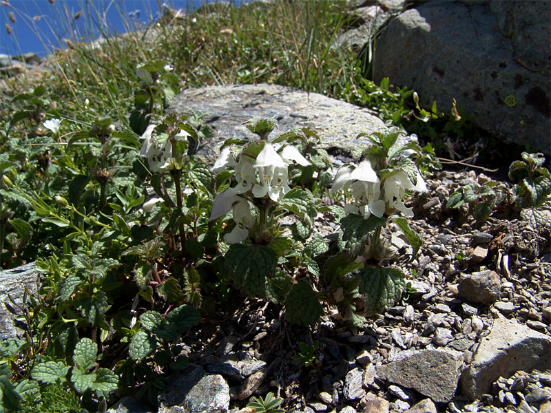 Изображение особи Lamium tomentosum.