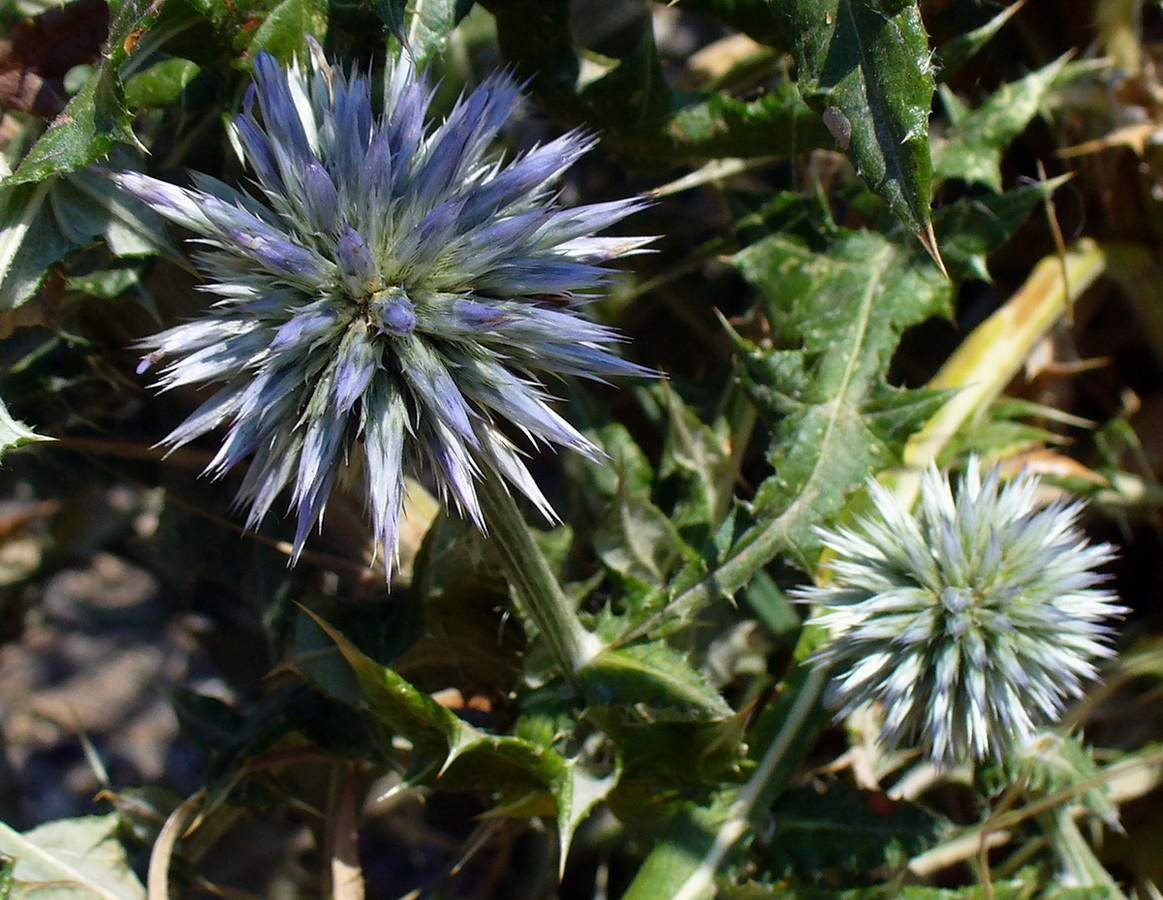 Image of Echinops ritro specimen.