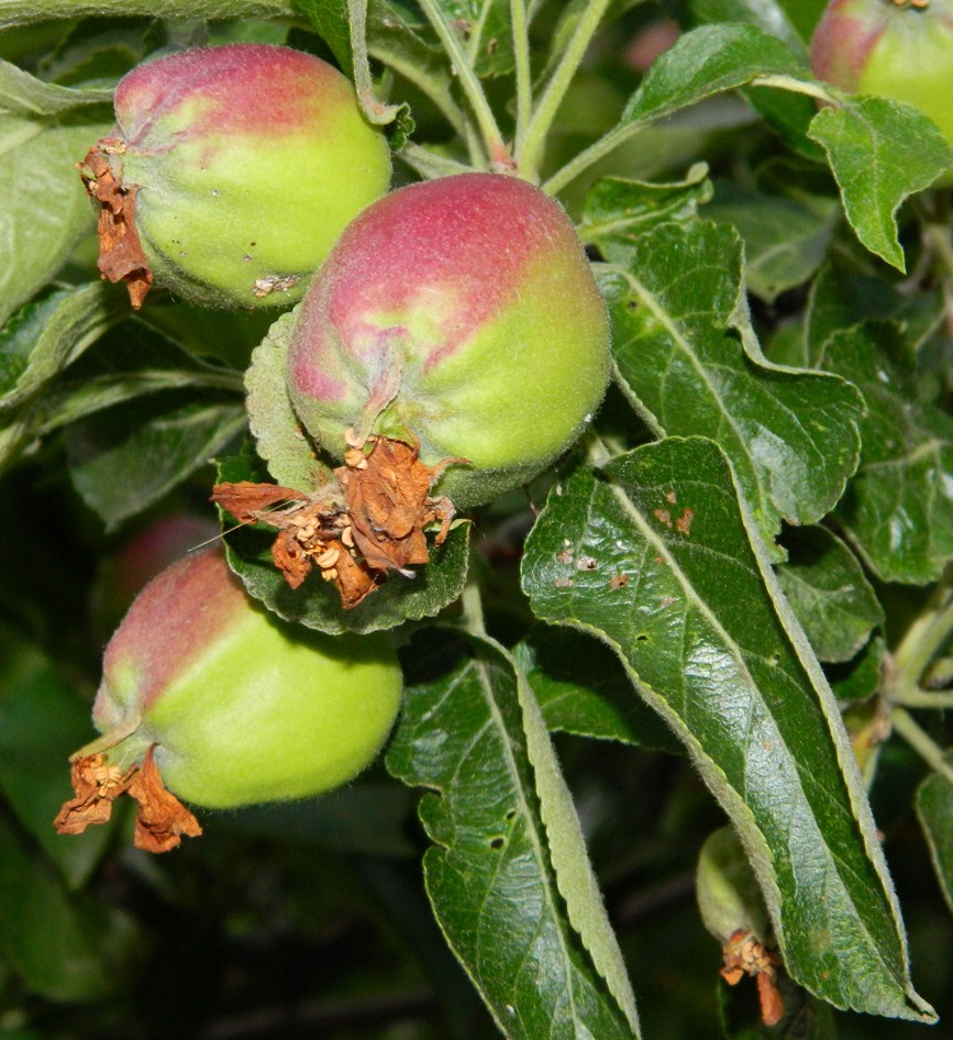 Изображение особи Malus domestica.