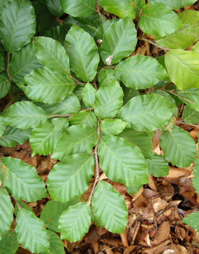 Image of Fagus sylvatica specimen.