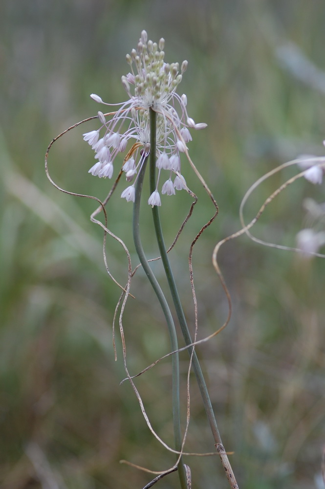 Изображение особи Allium podolicum.