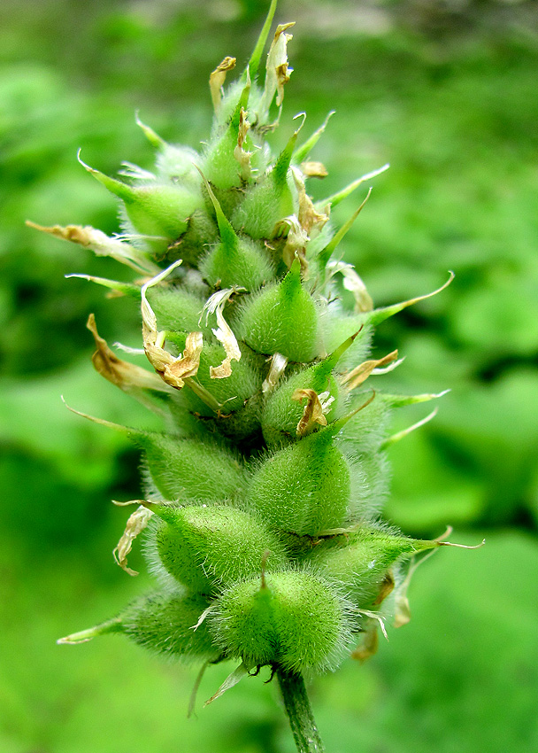 Image of Astragalus cicer specimen.