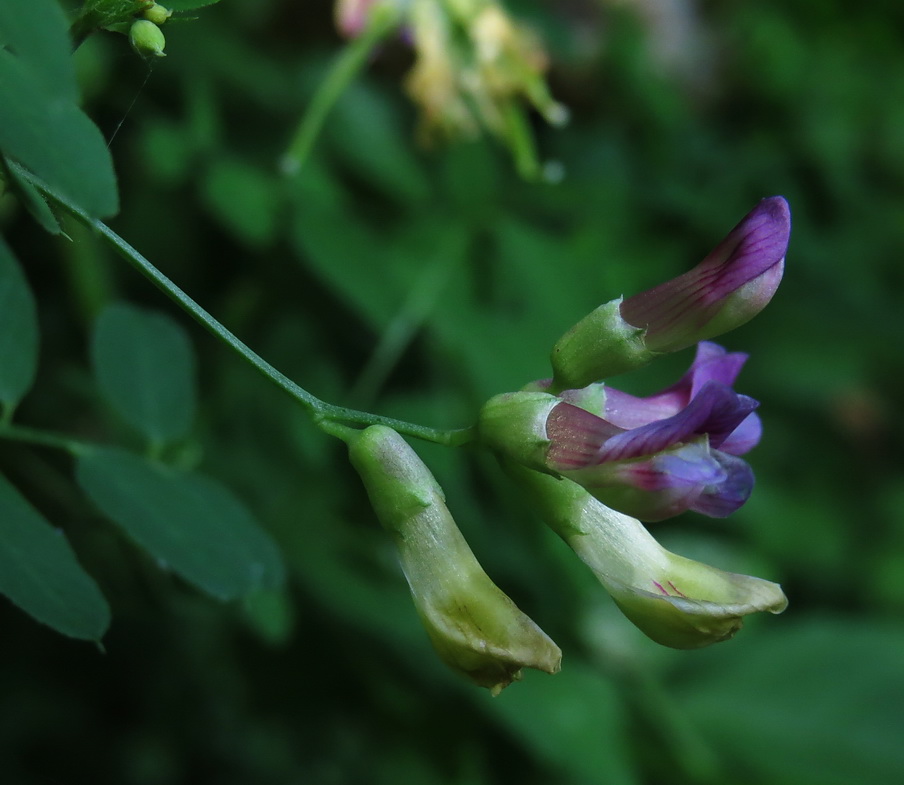 Изображение особи Vicia dumetorum.