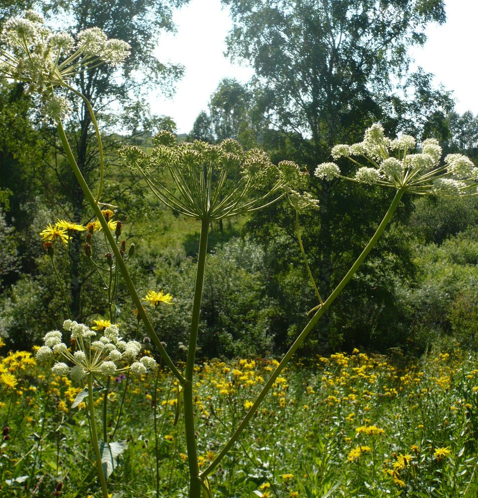 Изображение особи Angelica sylvestris.