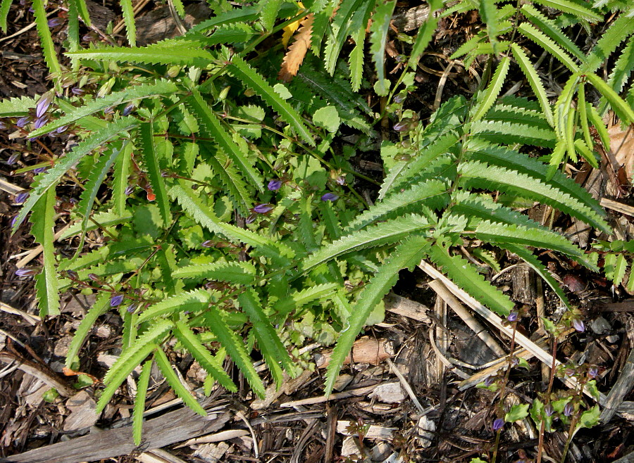 Image of Sanguisorba tenuifolia specimen.