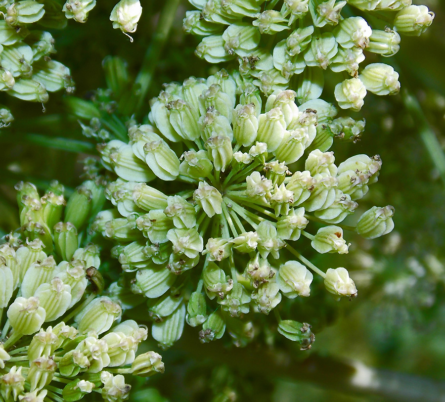 Изображение особи Angelica pachyptera.