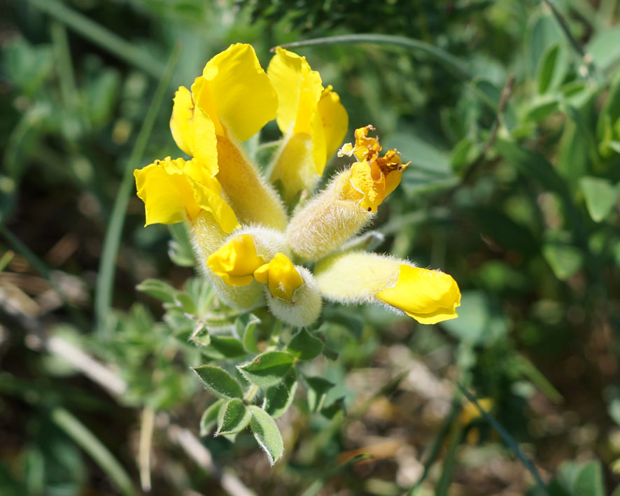 Image of genus Chamaecytisus specimen.