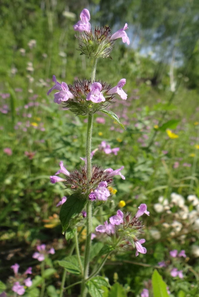 Image of Clinopodium vulgare specimen.