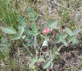 Hedysarum splendens. Расцветающее растение. Восточный Казахстан, Уланский р-н, сопки в окр. с. Украинка. 23.05.2012.