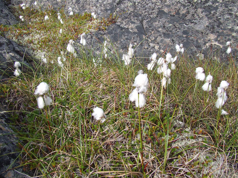 Image of Eriophorum angustifolium specimen.