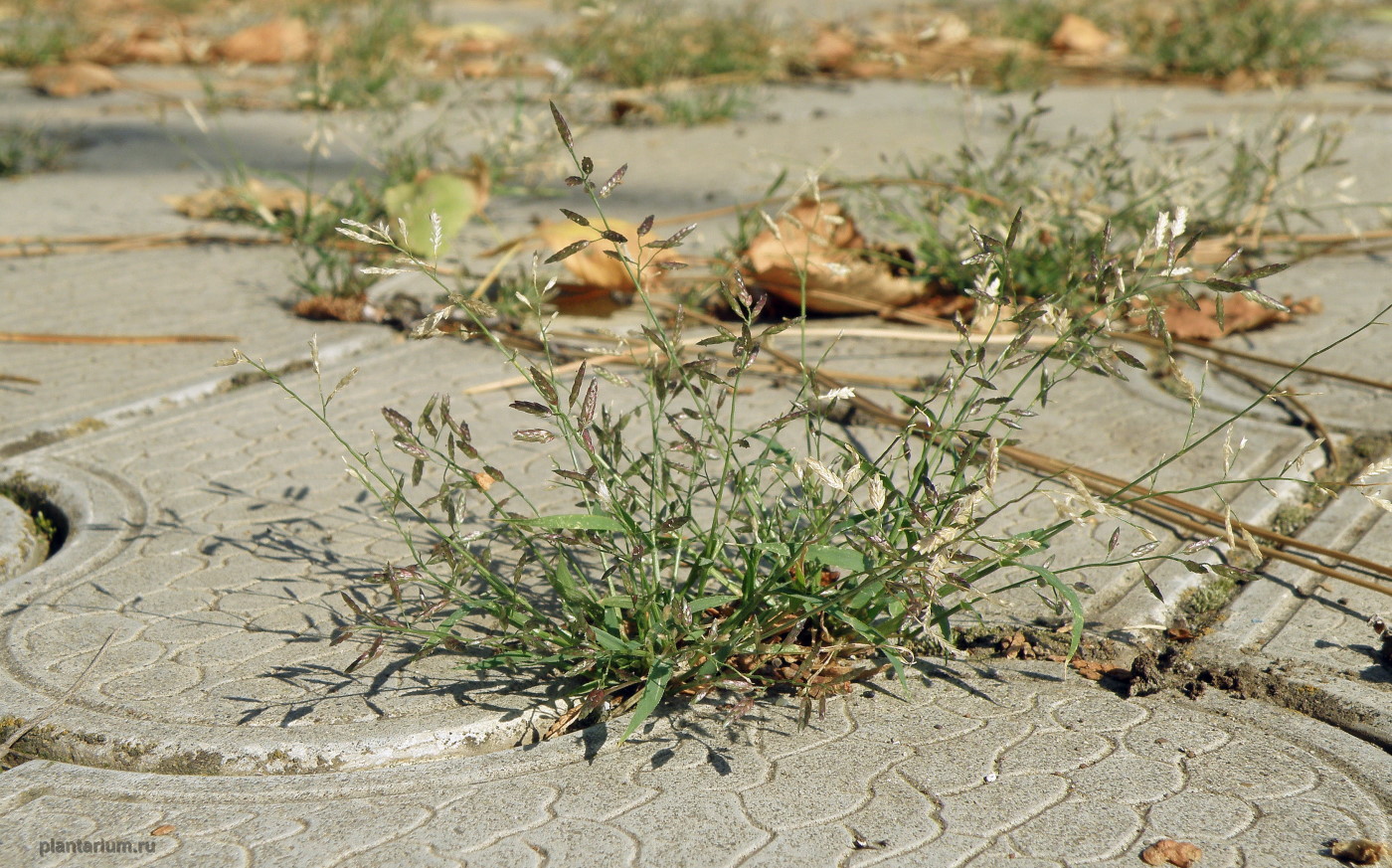 Изображение особи Eragrostis suaveolens.