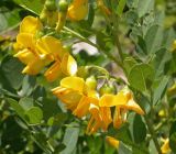 Смотреть изображение Colutea cilicica