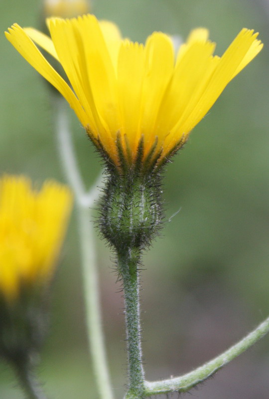 Image of Hieracium hjeltii specimen.