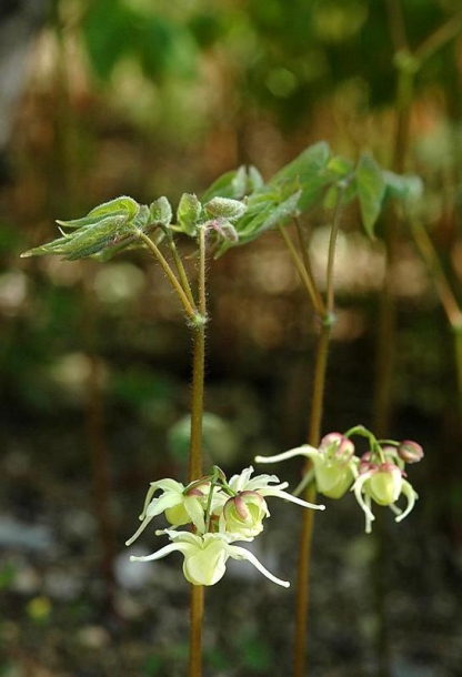 Image of Epimedium koreanum specimen.