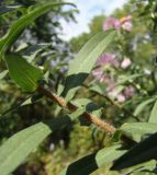 Symphyotrichum novae-angliae. Часть побега (хорошо заметно опушение). Краснодарский край, Кущёвский р-н, станица Шкуринская, в культуре. 17.09.2009.