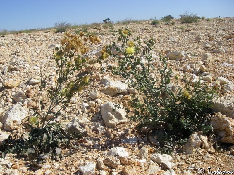 Image of Centaurea salonitana specimen.