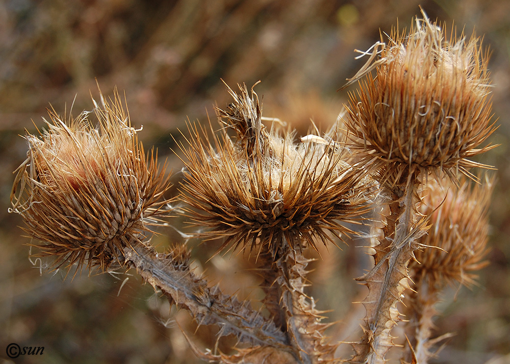 Image of Onopordum acanthium specimen.