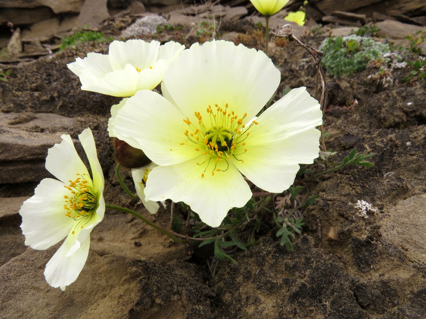 Изображение особи Papaver polare.