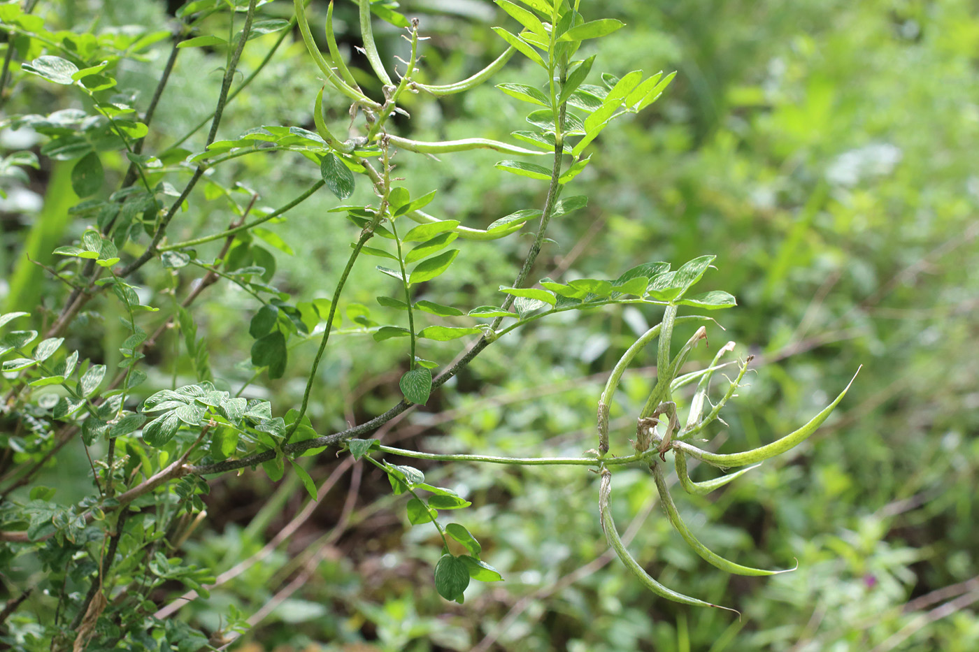 Изображение особи Astragalus variegatus.