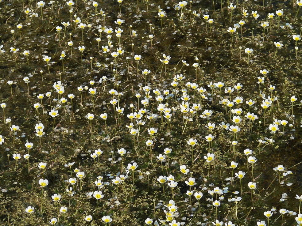 Image of Ranunculus subrigidus specimen.