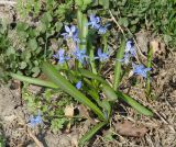 Scilla siberica