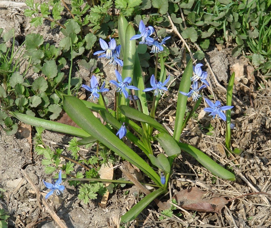 Изображение особи Scilla siberica.